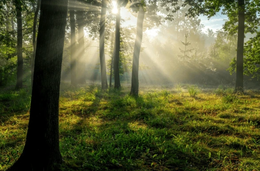 Morgonljus i skogsdunge